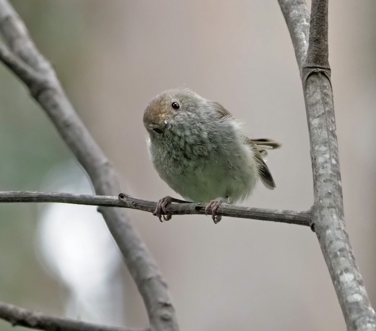 Brown Thornbill - Sue Lee