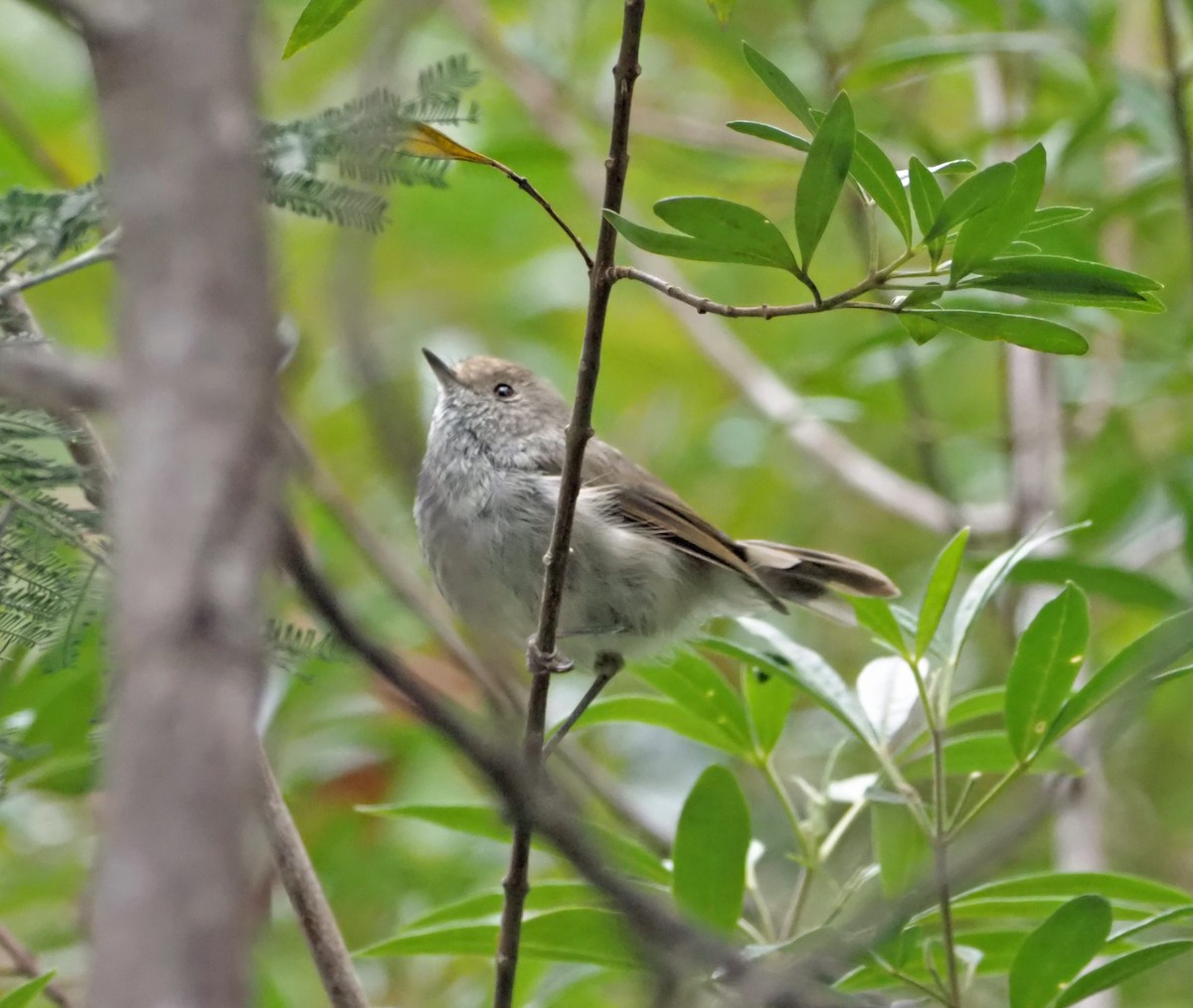 Brown Thornbill - ML533530421