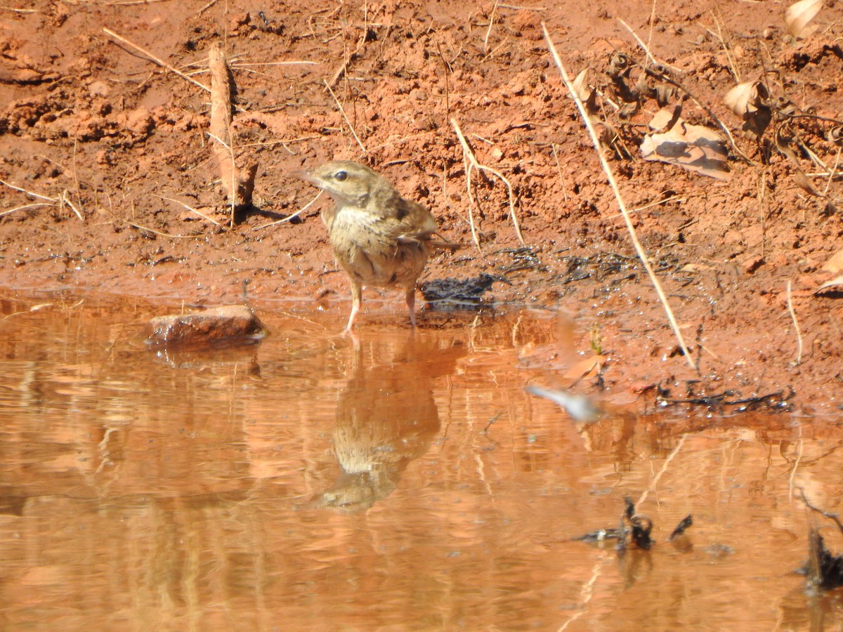 Rufous Songlark - ML533530701