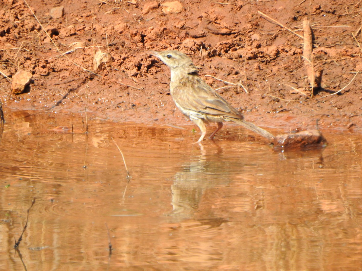 Rufous Songlark - DS Ridley