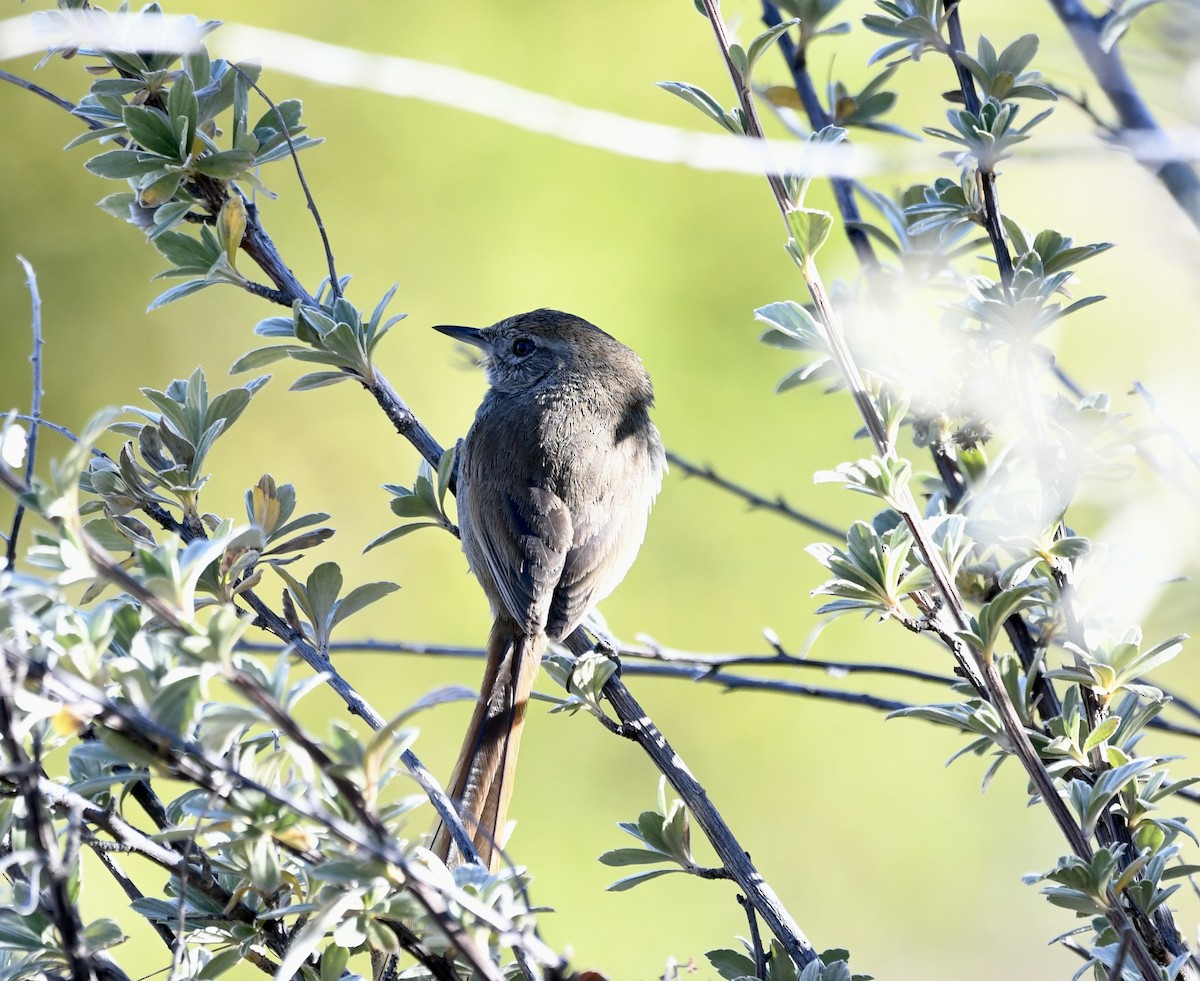 Perija Thistletail - Jan Hansen