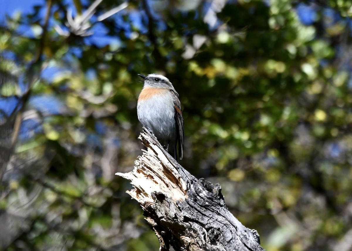 Rufous-breasted Chat-Tyrant - ML533531101