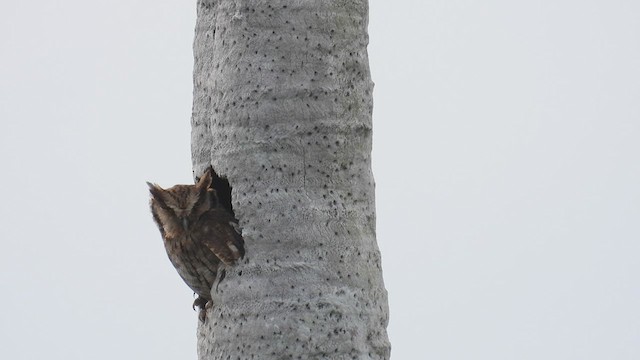 Tropical Screech-Owl - ML533531331