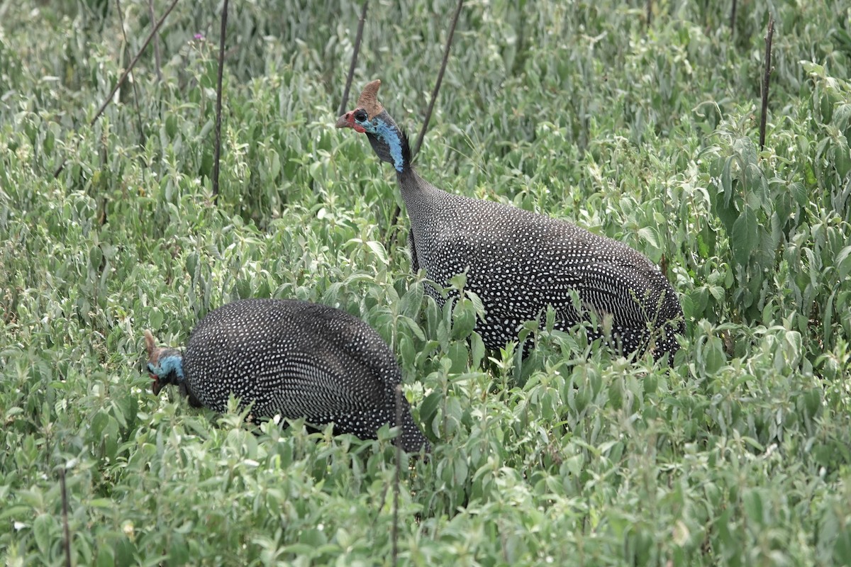 Helmeted Guineafowl - Nicola Marchioli