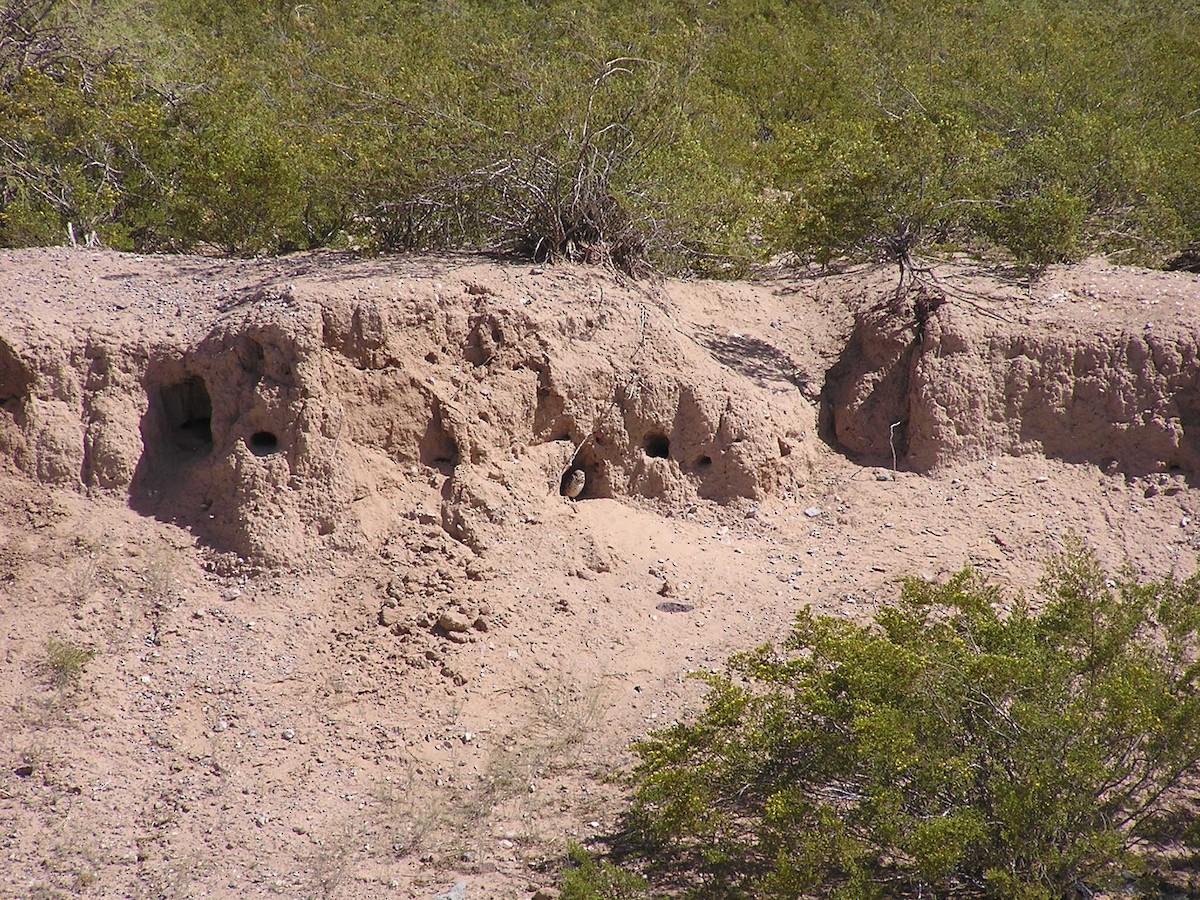 Burrowing Owl - ML53353161
