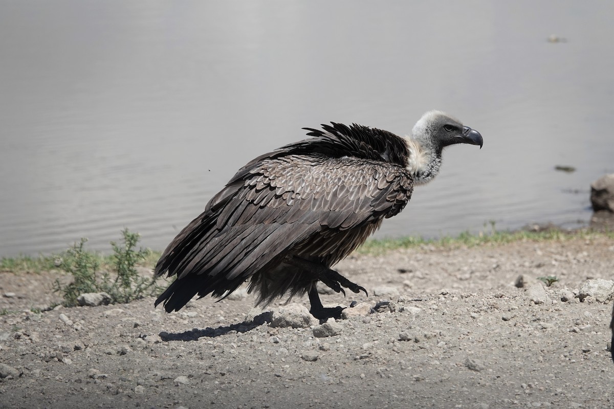 White-backed Vulture - ML533532851