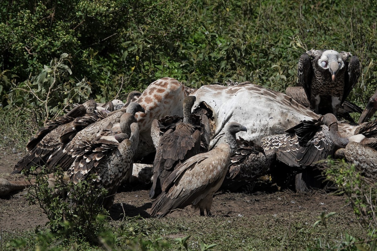 White-backed Vulture - ML533533011