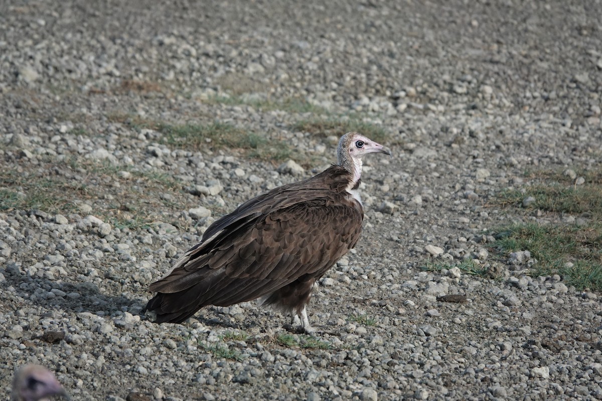 Hooded Vulture - ML533534881
