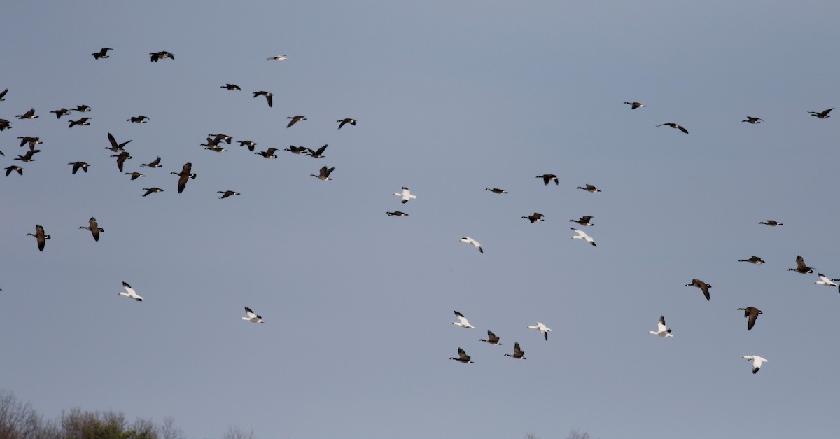 Snow Goose - ML53353501