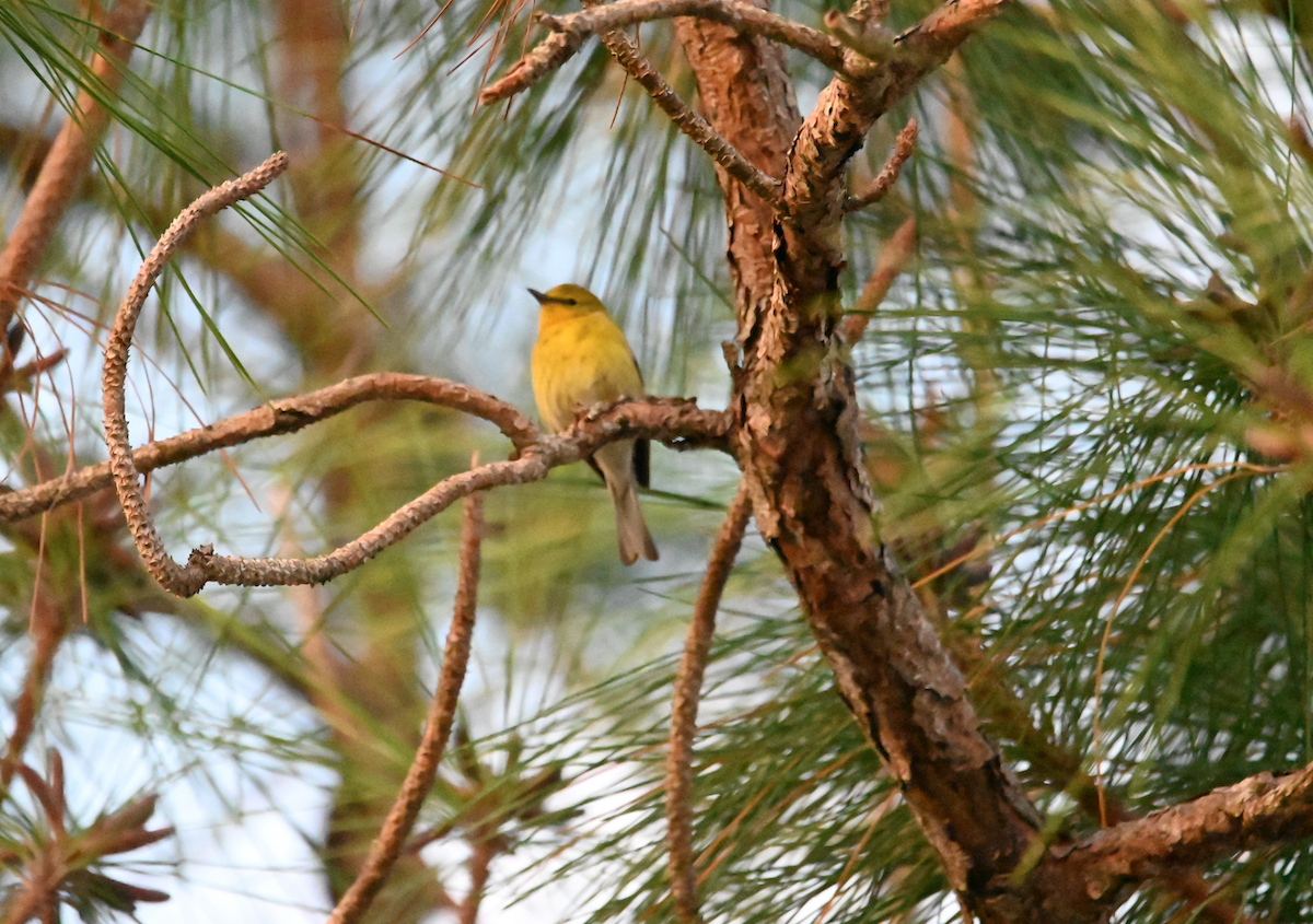 Pine Warbler - ML533535681