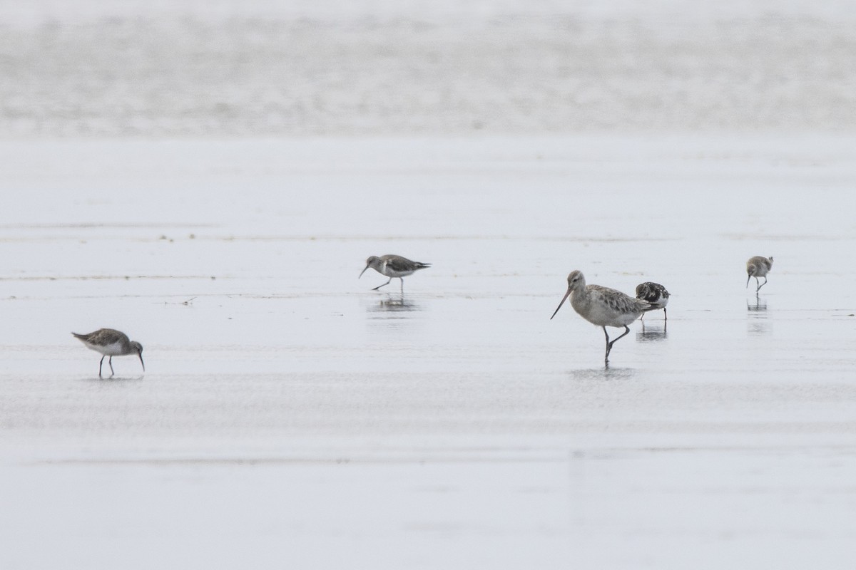 Curlew Sandpiper - ML533537011