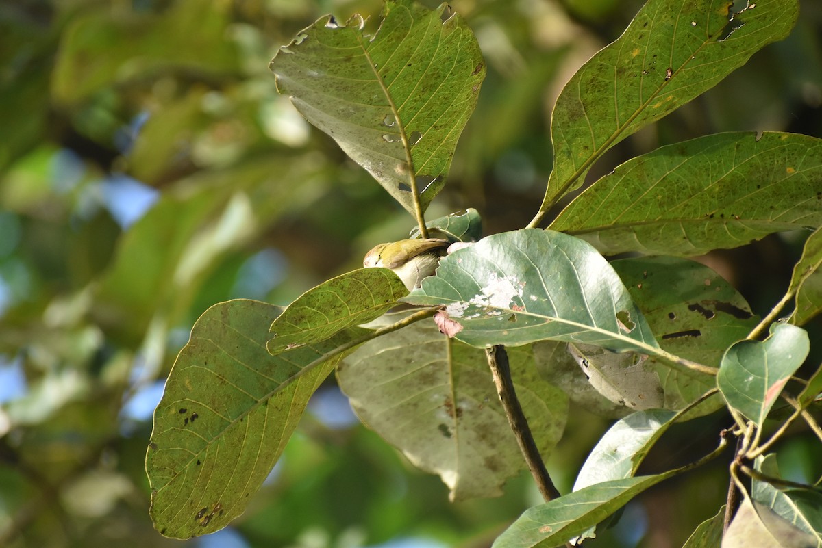 Common Tailorbird - ML533537121