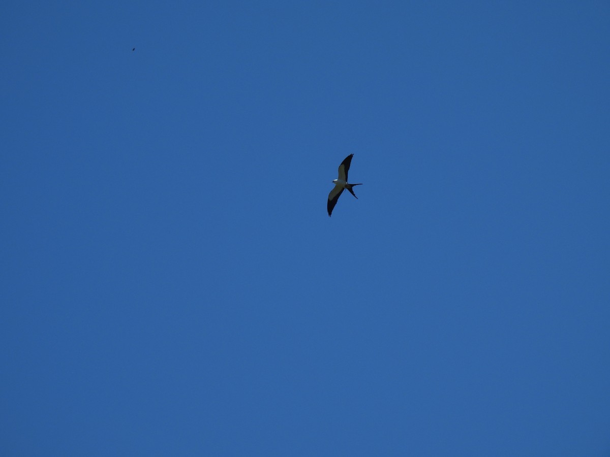 Swallow-tailed Kite - ML533539621