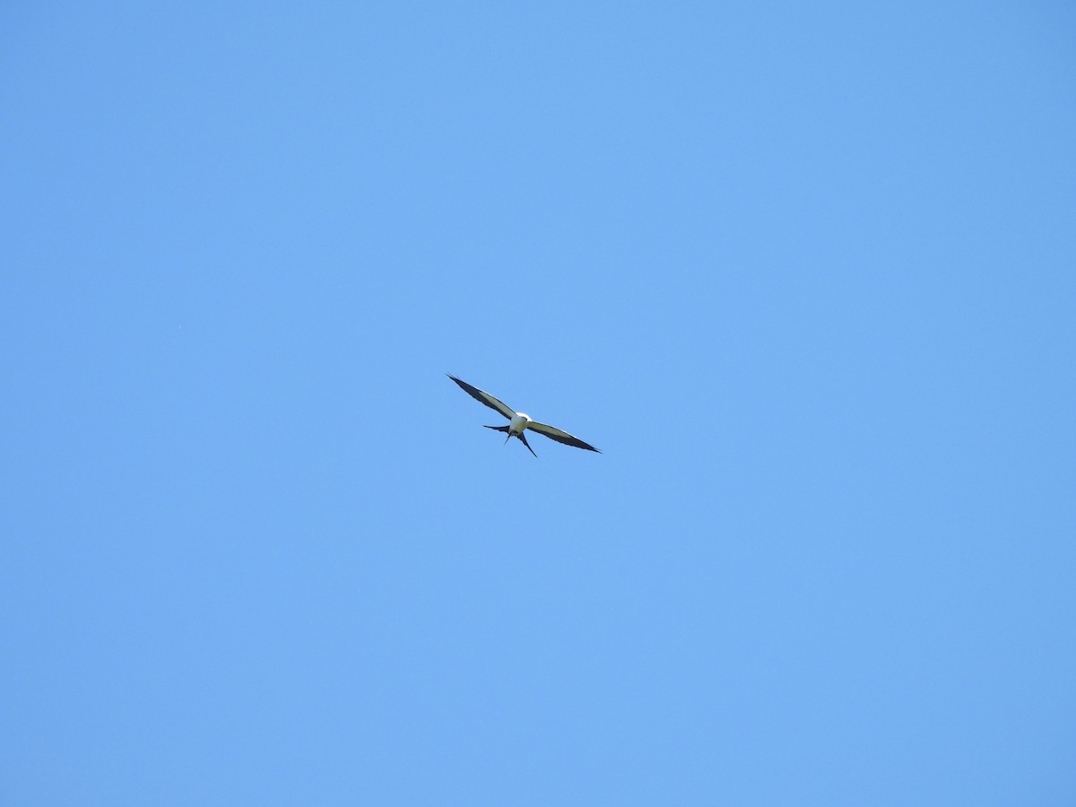 Swallow-tailed Kite - ML533539631