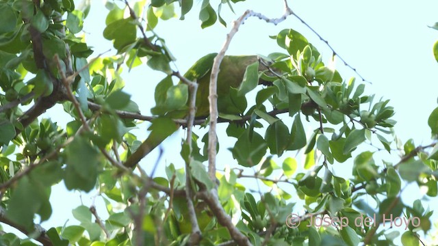 Brown-throated Parakeet (Brown-throated) - ML533539781