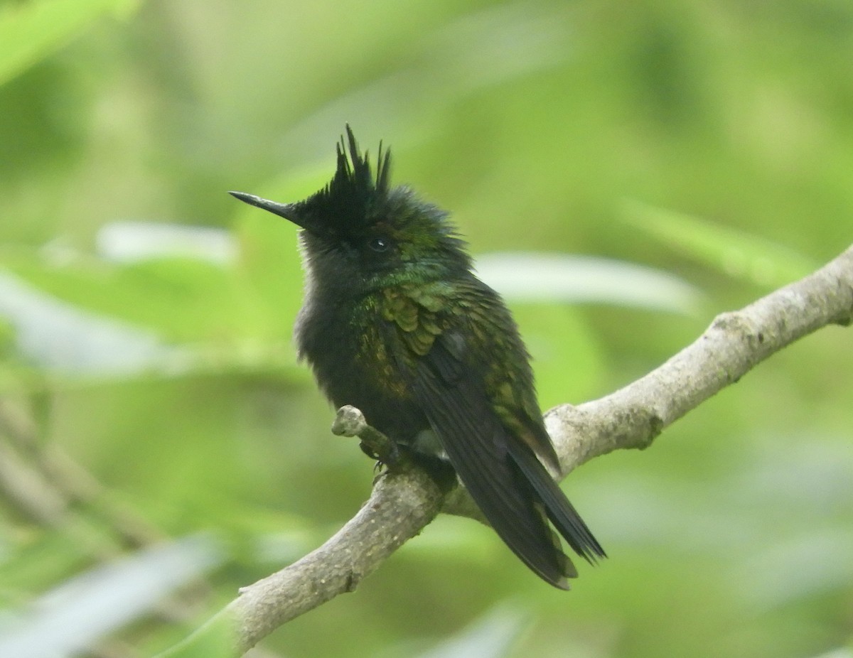 Antillean Crested Hummingbird - ML533539961