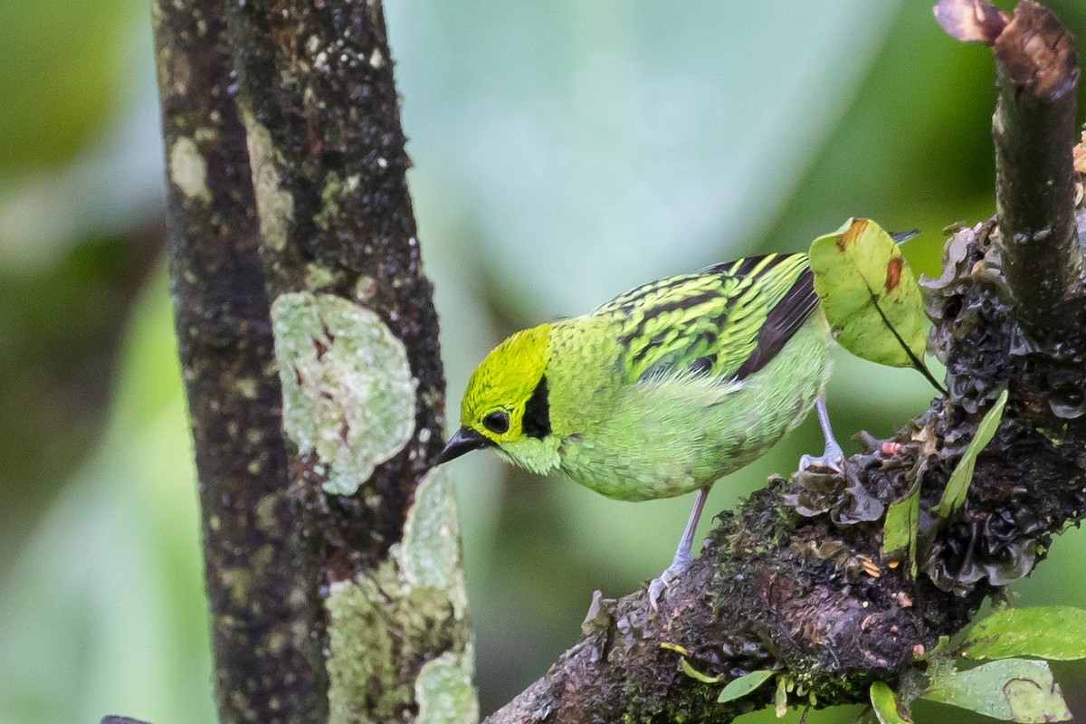 Emerald Tanager - Ian Burgess