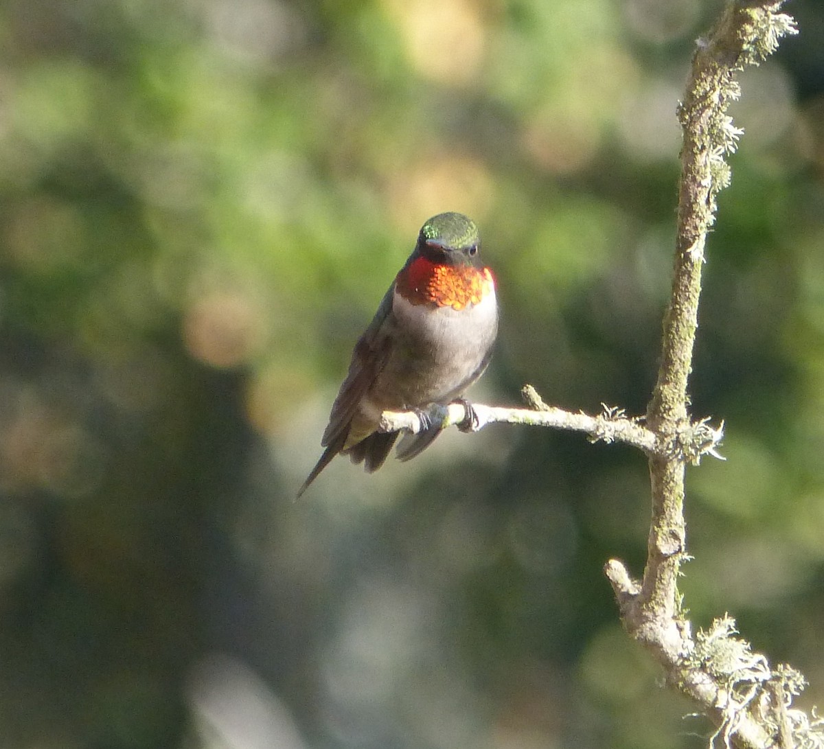 Ruby-throated Hummingbird - ML53354071