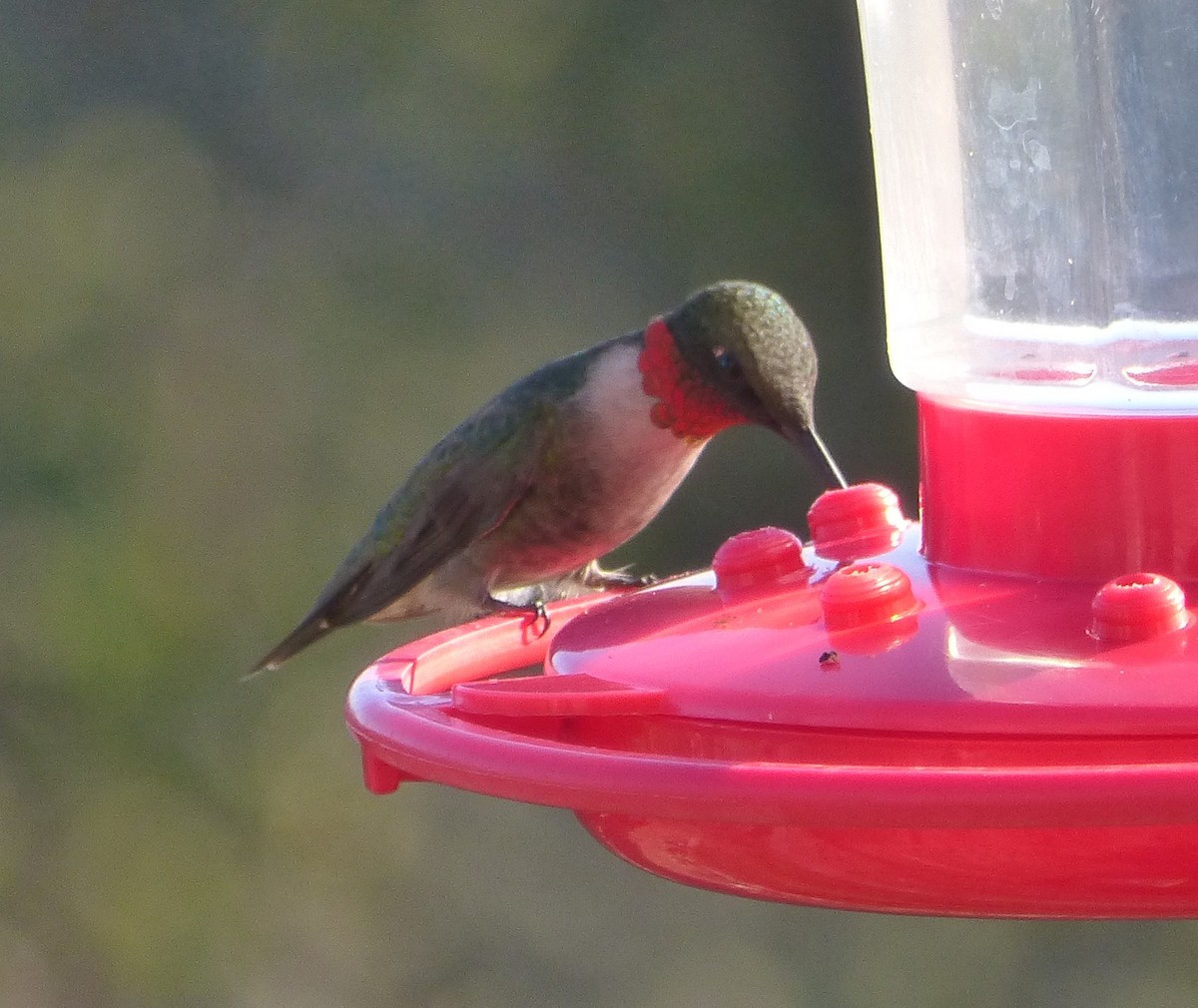 Ruby-throated Hummingbird - ML53354101