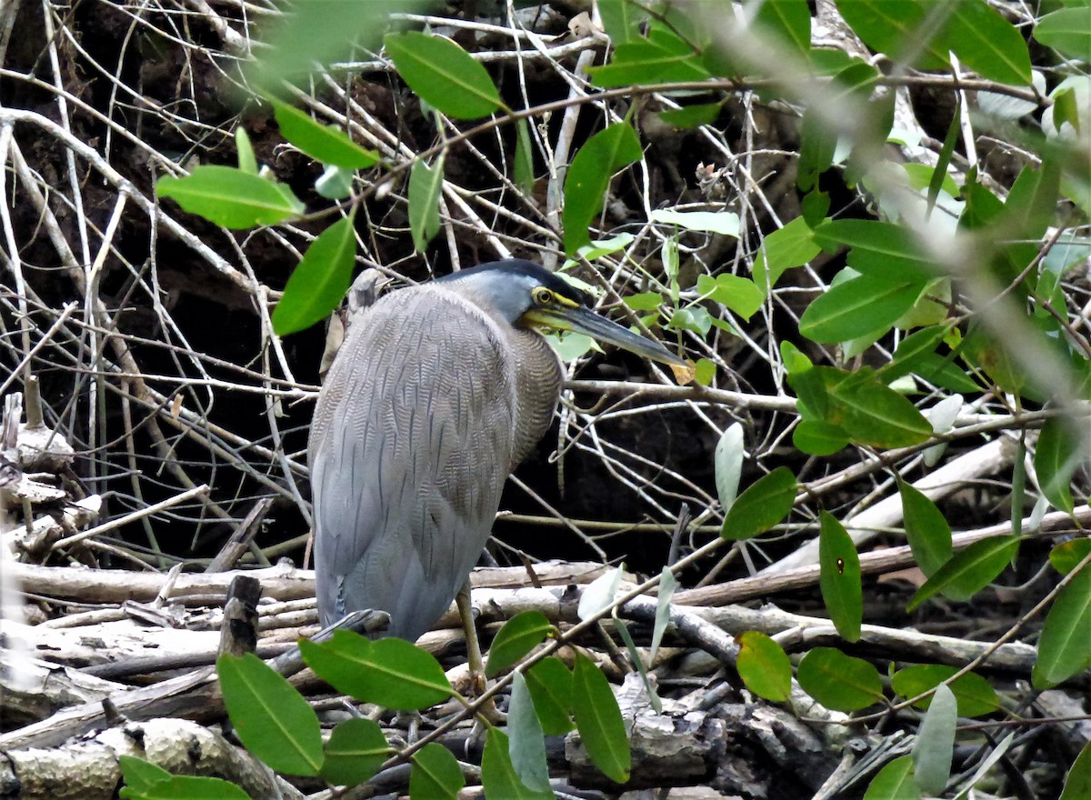 Bare-throated Tiger-Heron - ML53354131