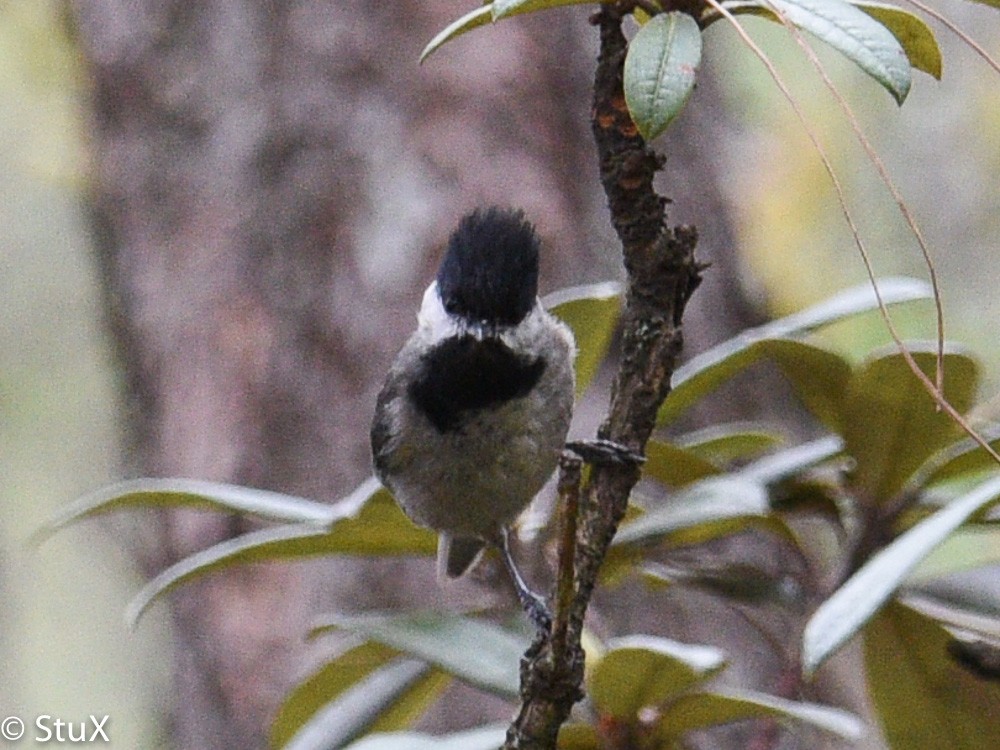 Black-bibbed Tit - ML533541731