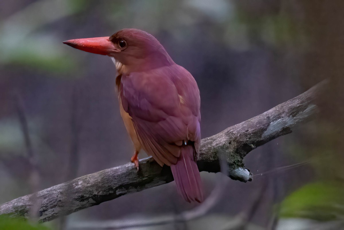 Ruddy Kingfisher - Neeraja V