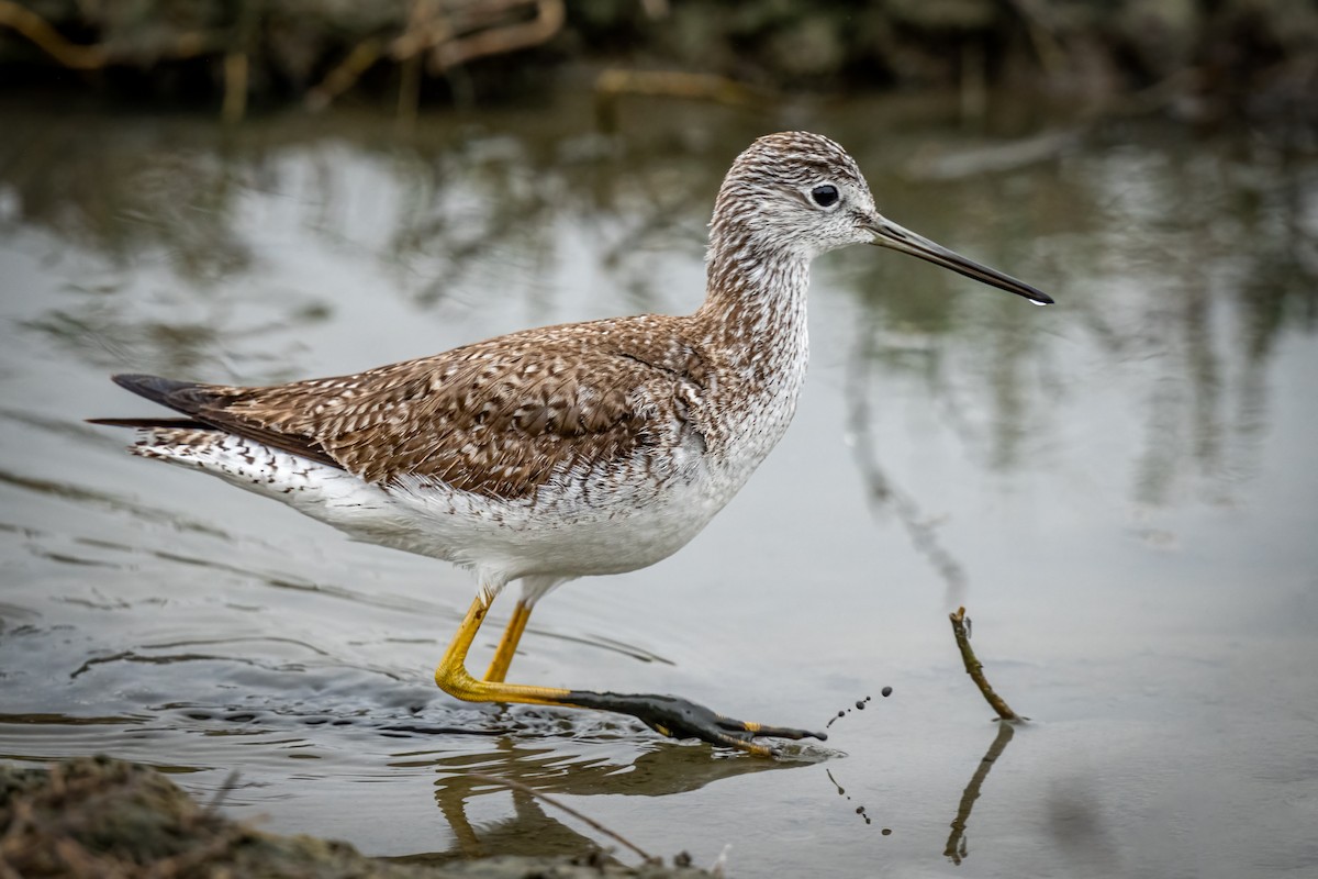 Lesser/Greater Yellowlegs - Bob Hurst