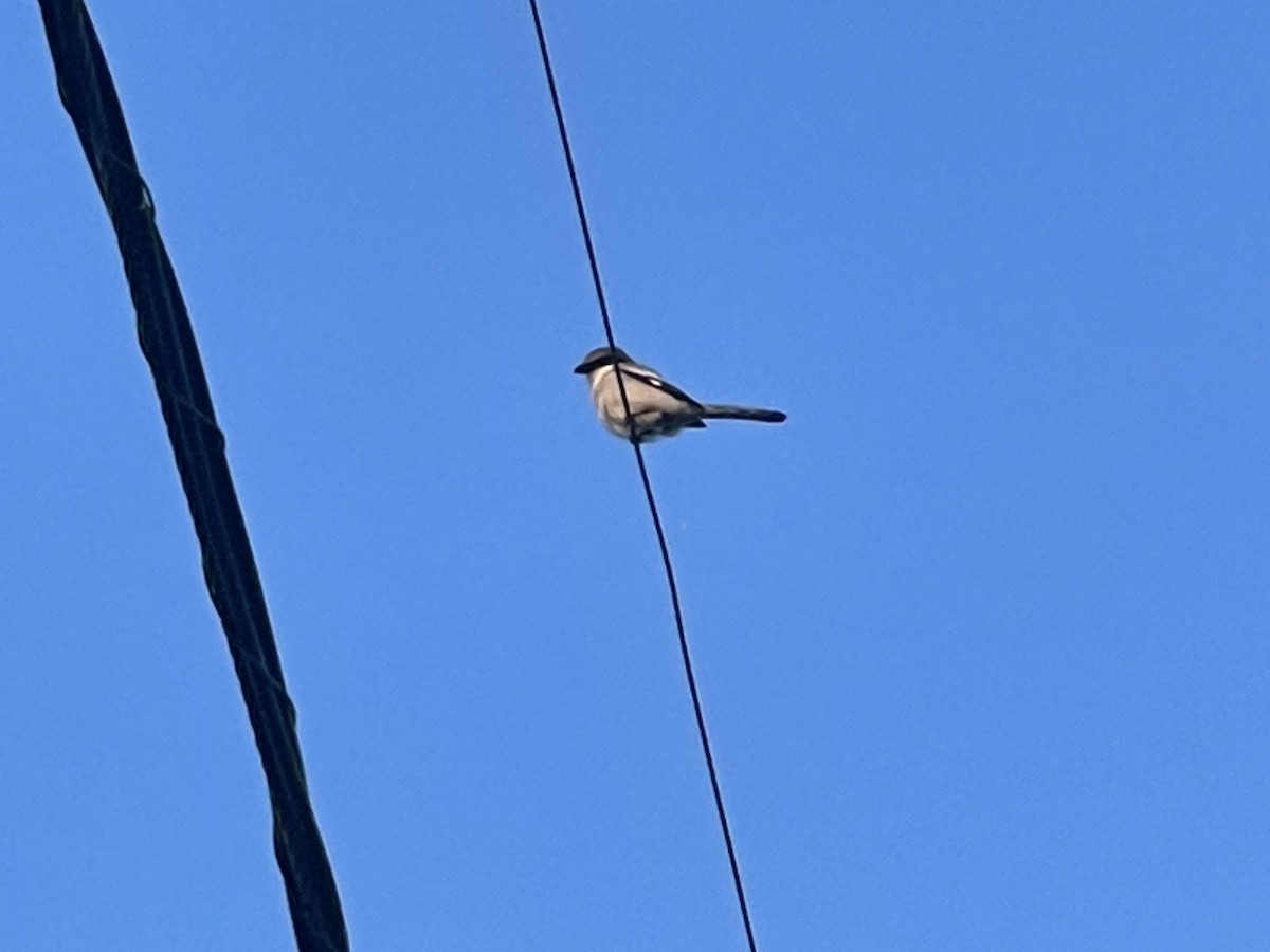 Loggerhead Shrike - ML533542341