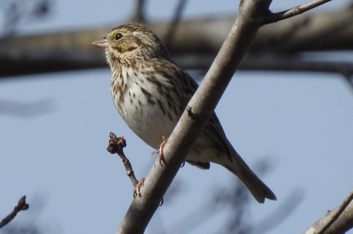 Savannah Sparrow - ML533543221