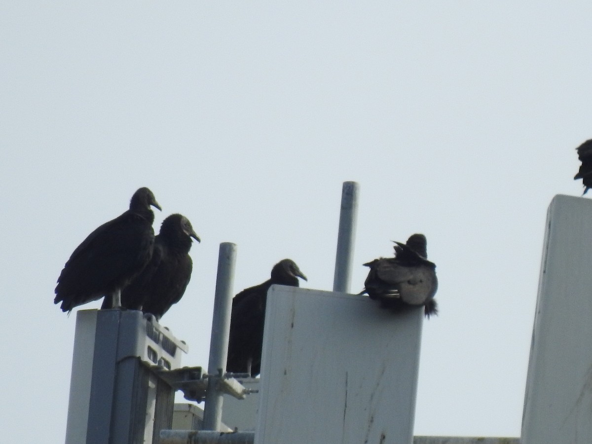 Black Vulture - ML533544121