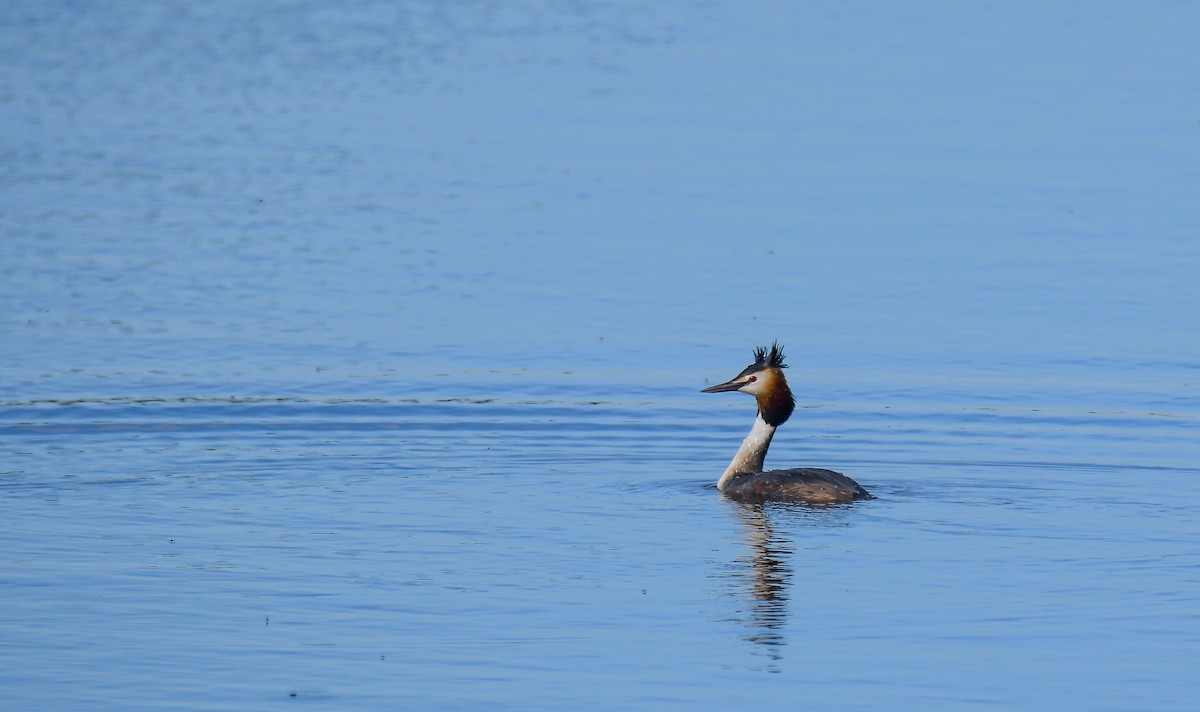 Great Crested Grebe - ML533544601