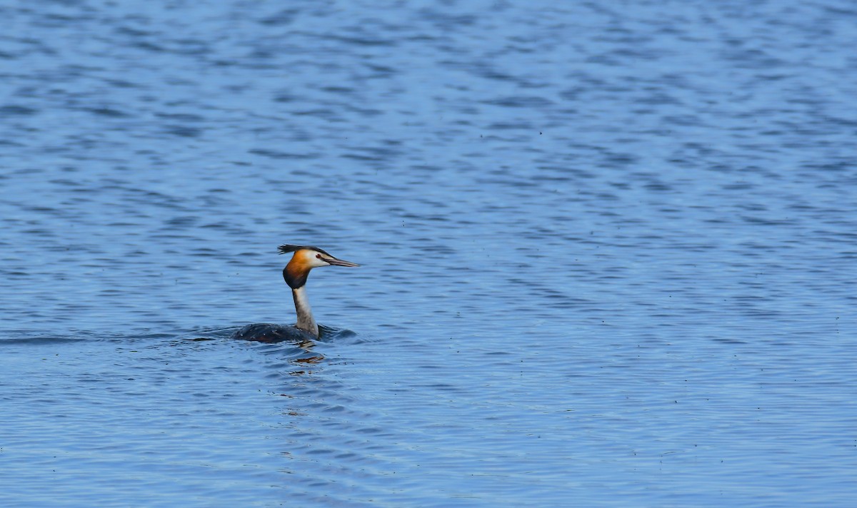 Great Crested Grebe - ML533544611