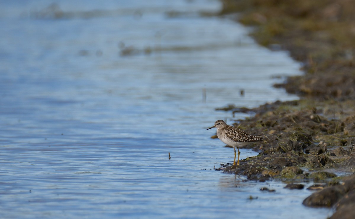 Wood Sandpiper - ML533544661