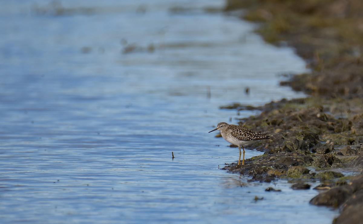 Wood Sandpiper - ML533544681