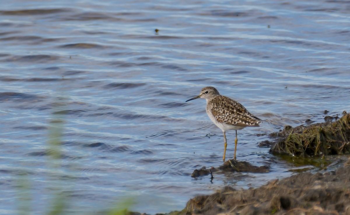 Wood Sandpiper - ML533544701