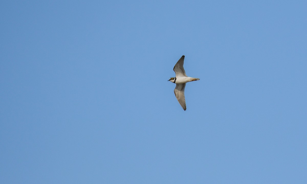 Little Ringed Plover - ML533544741