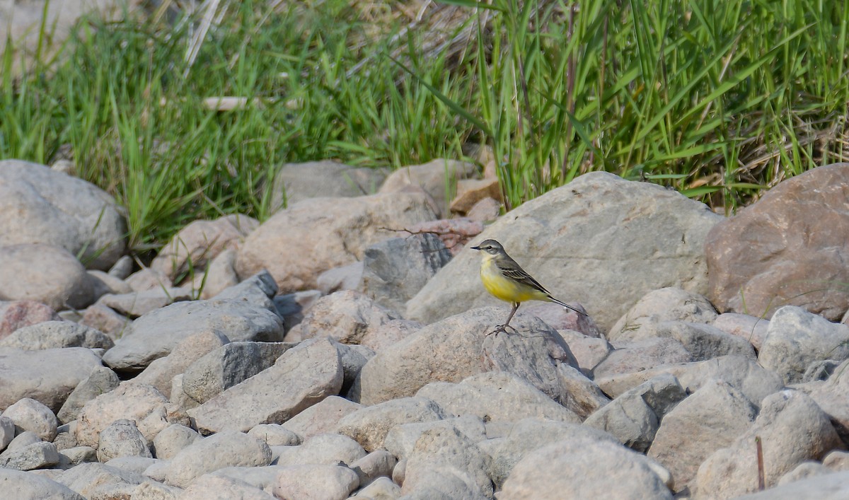 Western Yellow Wagtail - ML533544751