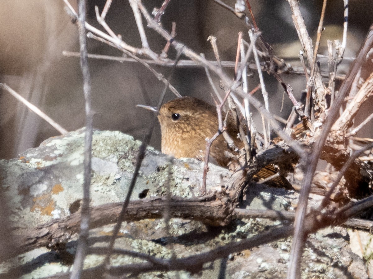 Pacific Wren - Mark Scheuerman