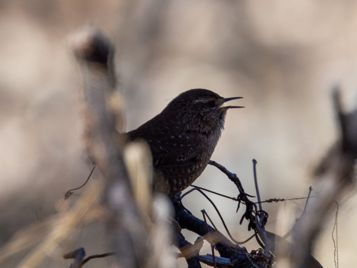 Pacific Wren - Mark Scheuerman