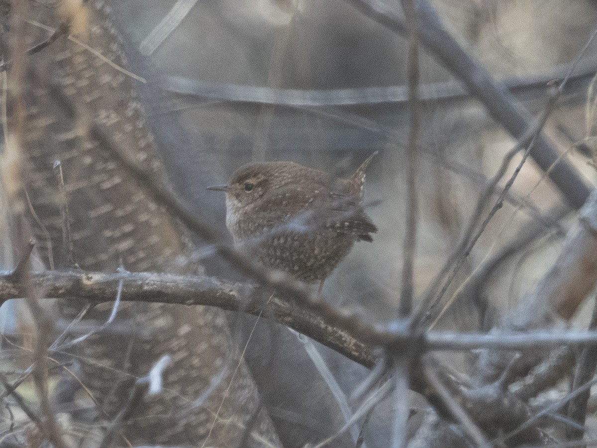 Pacific Wren - ML533545671