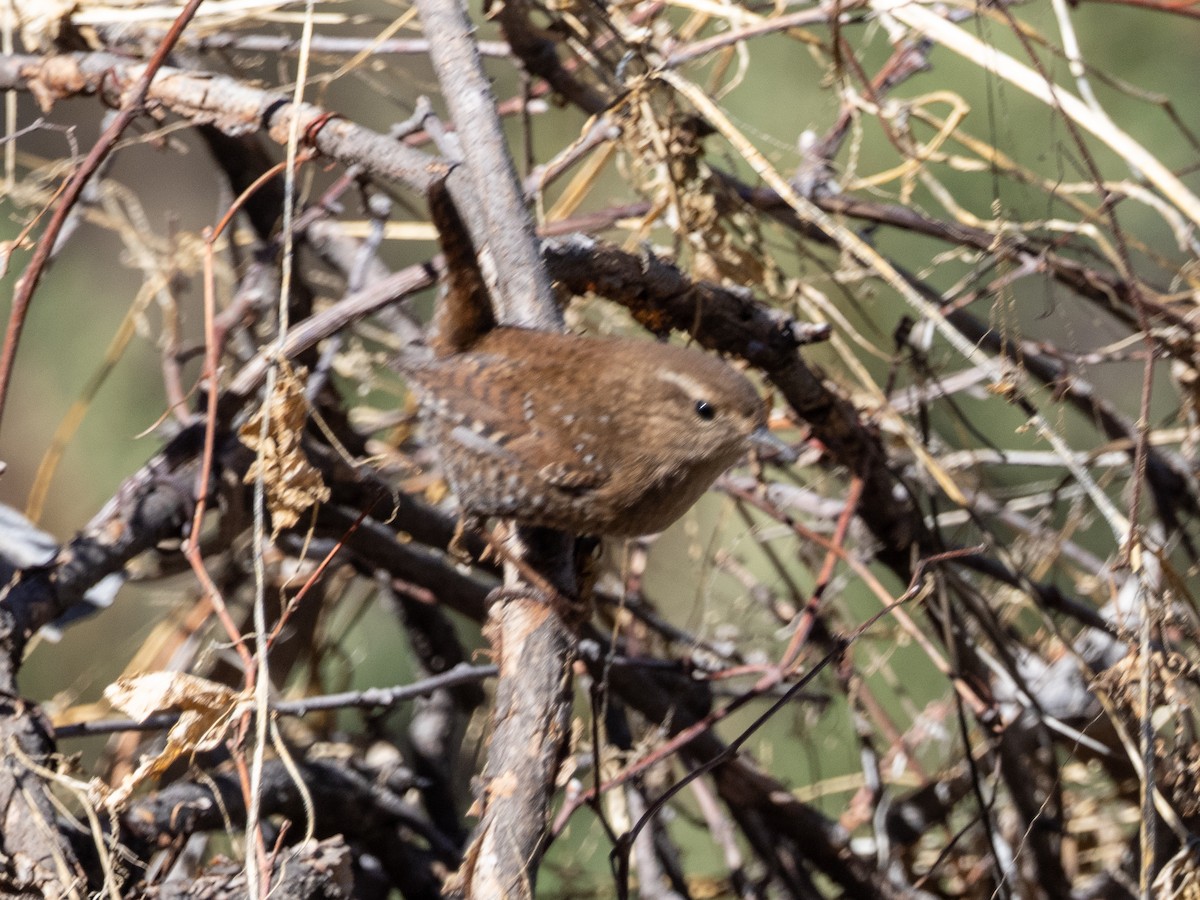Pacific Wren - ML533545681