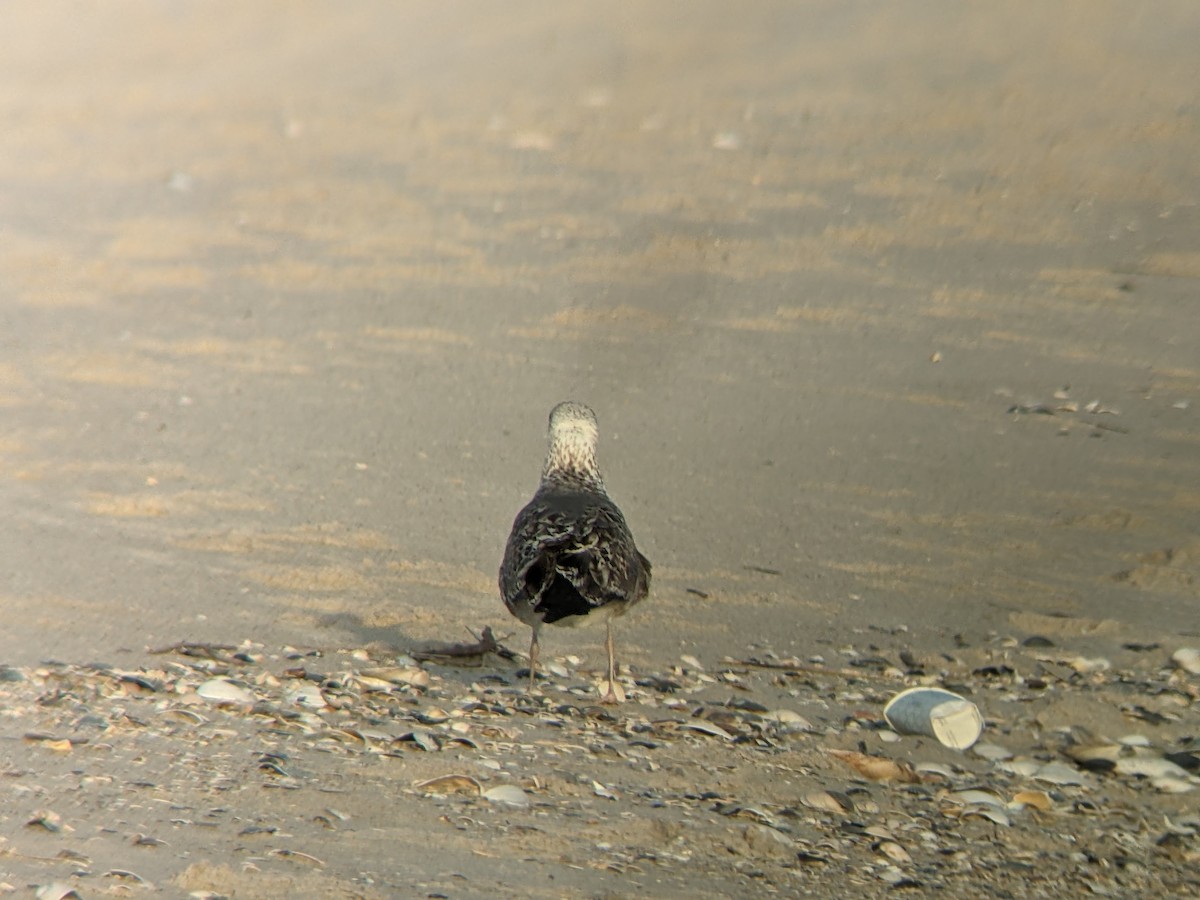 Lesser Black-backed Gull - Sam Meigs