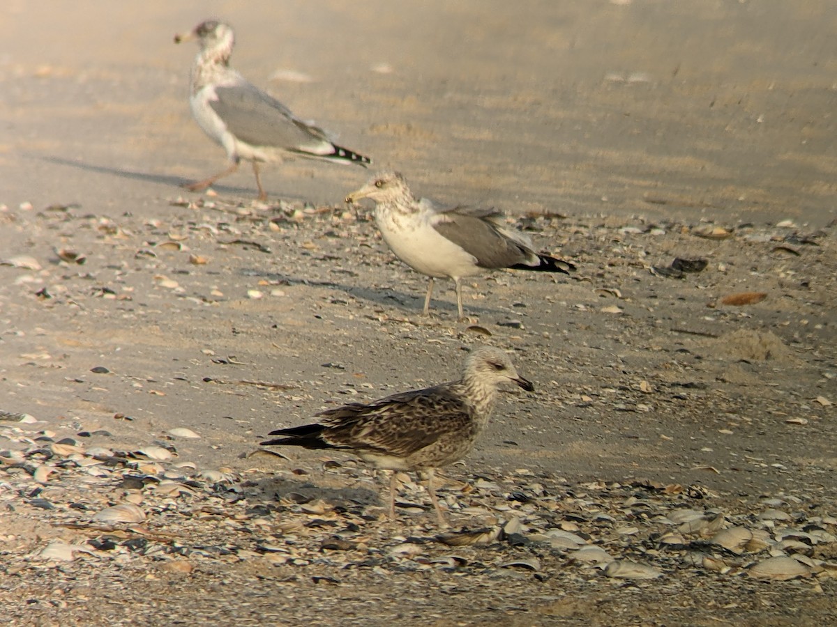 Lesser Black-backed Gull - Sam Meigs