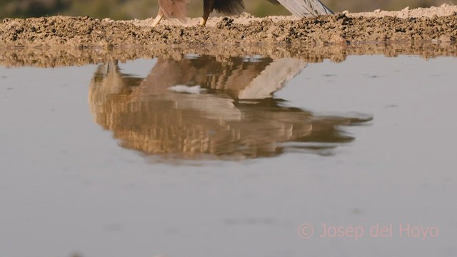 Western Marsh Harrier - ML533548741