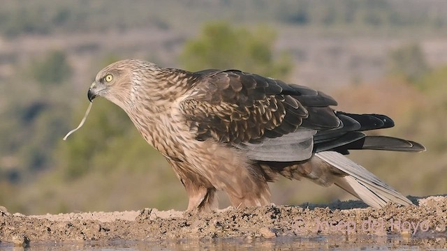 Western Marsh Harrier - ML533549511