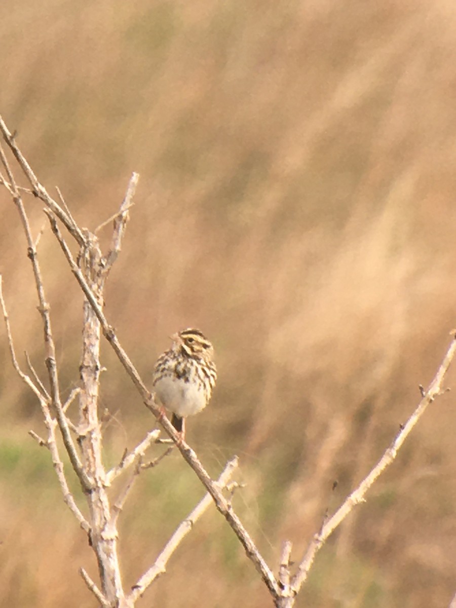 Savannah Sparrow - ML533551171