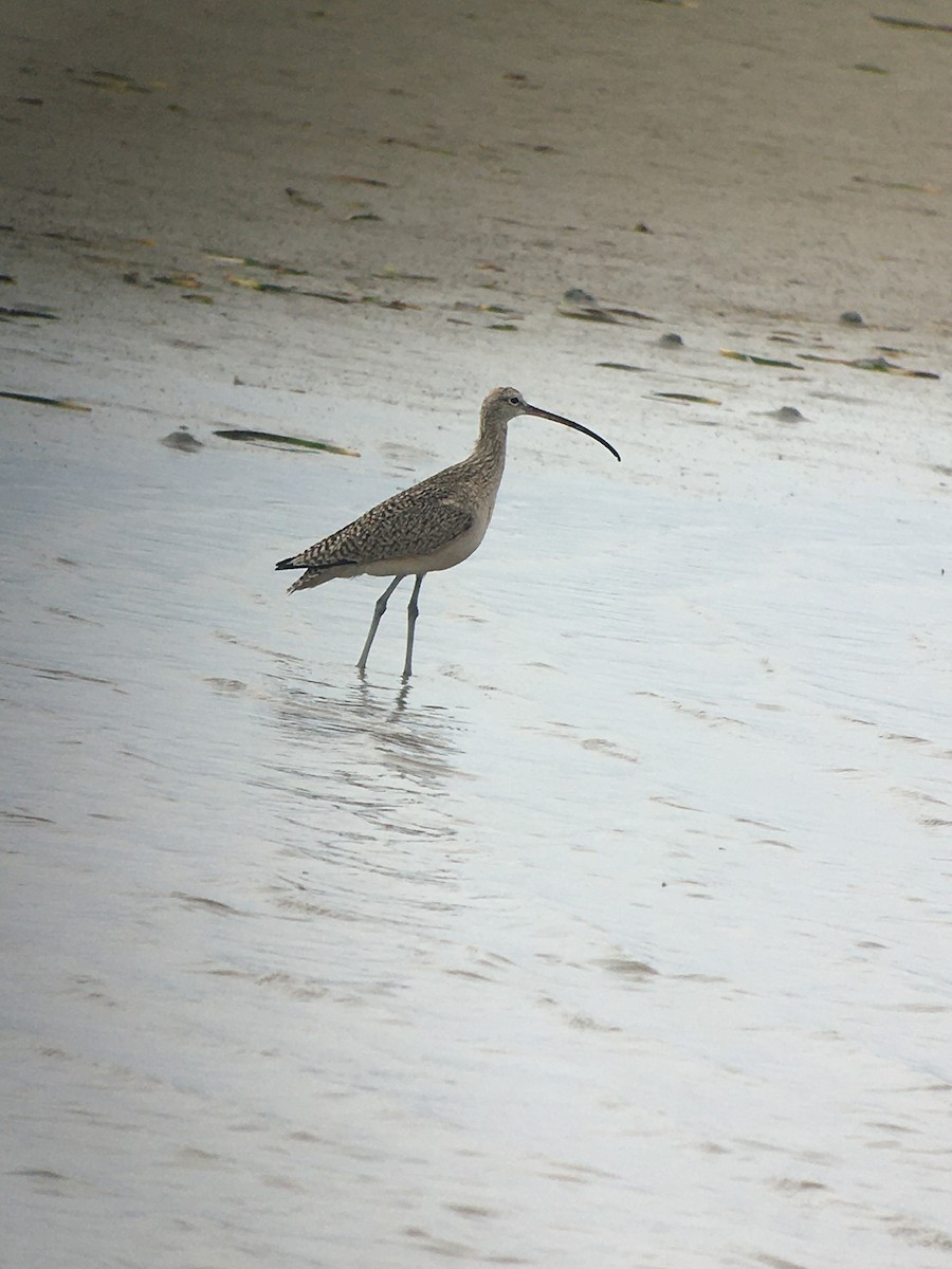 Long-billed Curlew - ML533551281