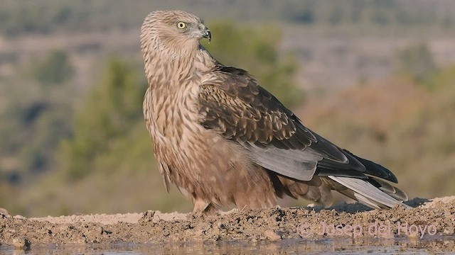 Western Marsh Harrier - ML533551391