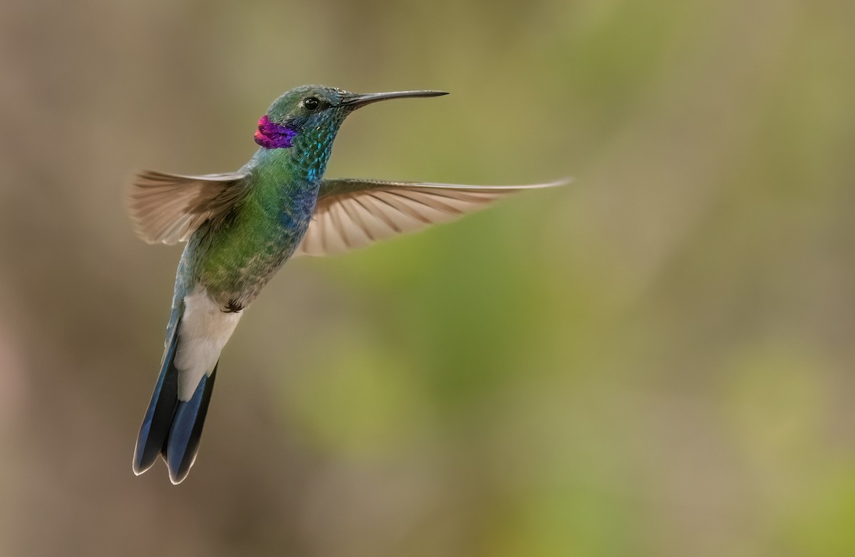 Colibrí Orejimorado - ML533552931