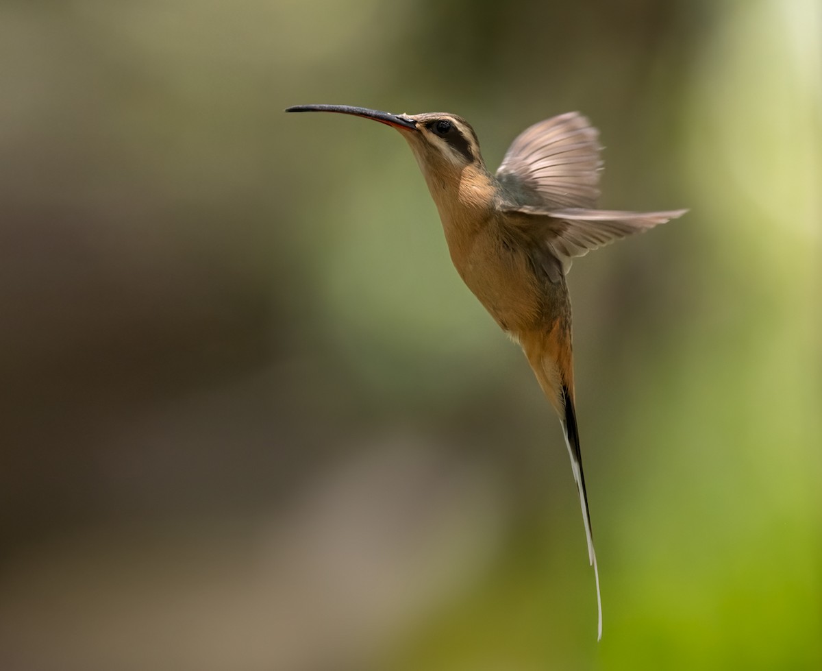 Planalto Hermit - ML533552991